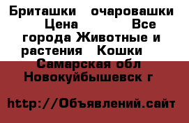 Бриташки - очаровашки.  › Цена ­ 3 000 - Все города Животные и растения » Кошки   . Самарская обл.,Новокуйбышевск г.